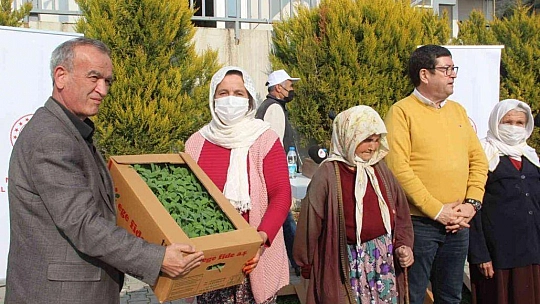 360 bin adaçayı ve kekik fidesi dağıtıldı