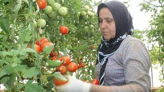 Yılbaşı Öncesi Domates İhracatı Arttı