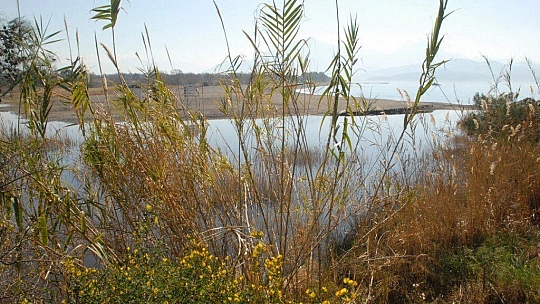 Su samuru foto kapanla görüntülendi 