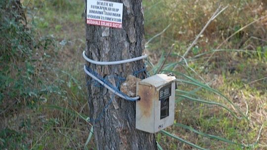 Su samuru foto kapanla görüntülendi 