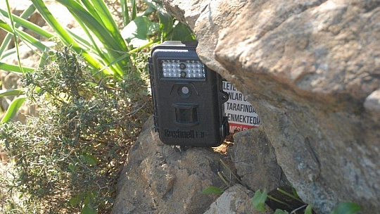 Su samuru foto kapanla görüntülendi 