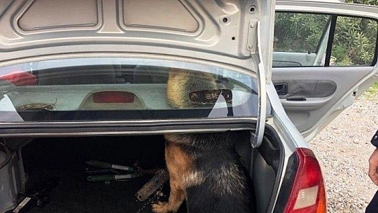 Arabanın hoparlör kabinine kafası sıkışan köpeği itfaiye kurtardı