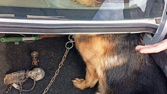 Arabanın hoparlör kabinine kafası sıkışan köpeği itfaiye kurtardı