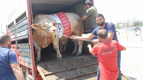 FETHİYE'NİN EN BÜYÜK KURBANLIĞI GÖZ KAMAŞTIRDI