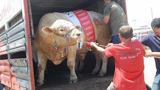 FETHİYE'NİN EN BÜYÜK KURBANLIĞI GÖZ KAMAŞTIRDI