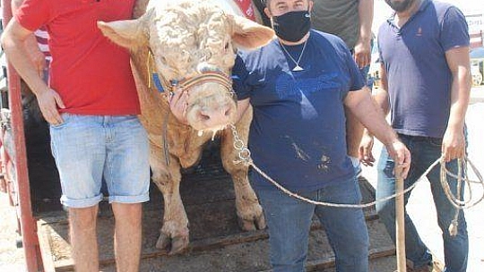 FETHİYE'NİN EN BÜYÜK KURBANLIĞI GÖZ KAMAŞTIRDI