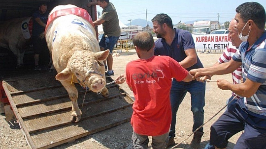 FETHİYE'NİN EN BÜYÜK KURBANLIĞI GÖZ KAMAŞTIRDI