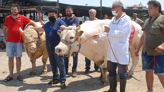 FETHİYE'NİN EN BÜYÜK KURBANLIĞI GÖZ KAMAŞTIRDI