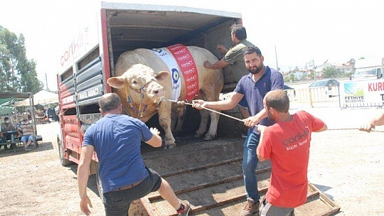 FETHİYE'NİN EN BÜYÜK KURBANLIĞI GÖZ KAMAŞTIRDI