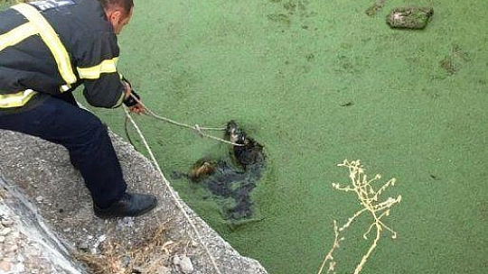 Atık su kuyusuna düşen yavru köpek için seferber oldular