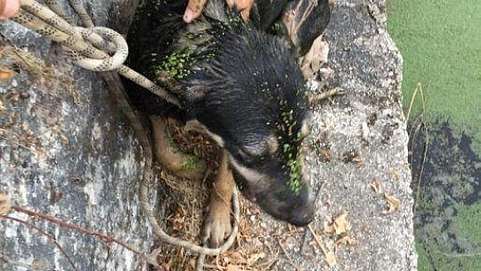 Atık su kuyusuna düşen yavru köpek için seferber oldular