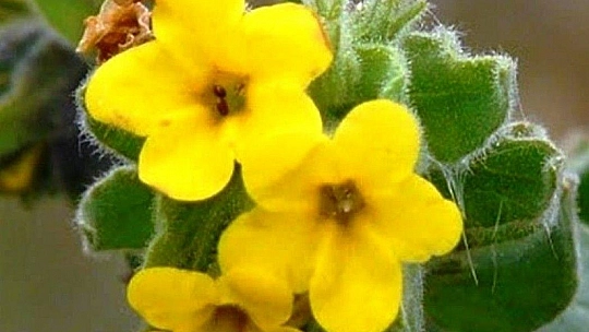 'Yalı Havacivası' yok olma tehlikesi ile karşı karşıya