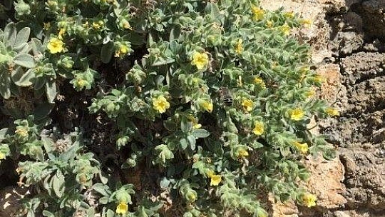 'Yalı Havacivası' yok olma tehlikesi ile karşı karşıya