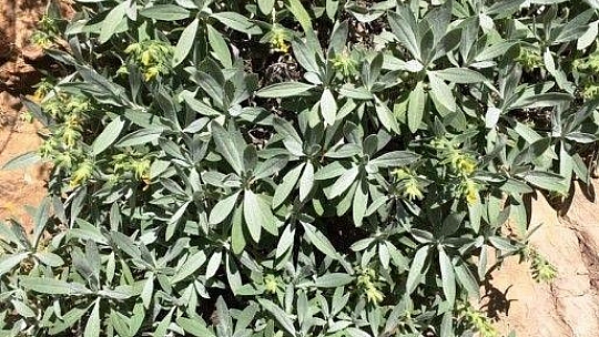 'Yalı Havacivası' yok olma tehlikesi ile karşı karşıya