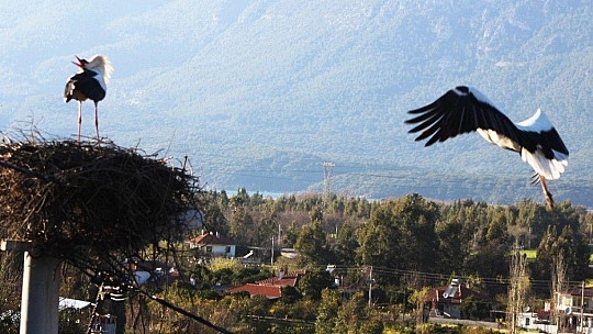 Baharın müjdecisi Leylekler geldi