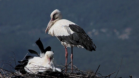 Baharın müjdecisi Leylekler geldi