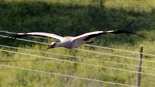 Baharın müjdecisi Leylekler geldi