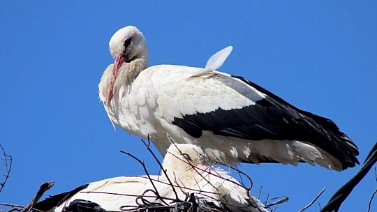 Baharın müjdecisi Leylekler geldi