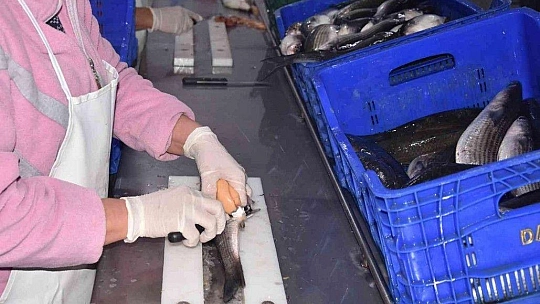 Balık yumurtası ve bottargada hedef 1 milyon kiloyu aşmak