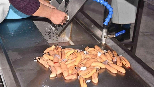 Balık yumurtası ve bottargada hedef 1 milyon kiloyu aşmak