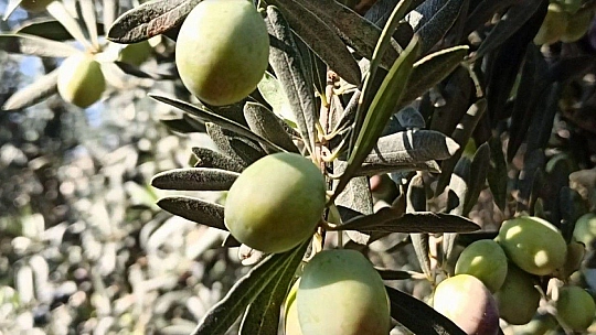 Dane zeytin desteği