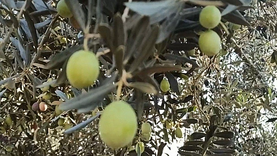 Dane zeytin desteği