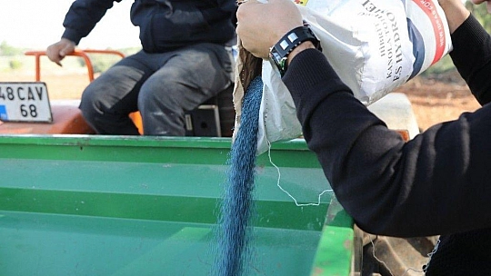 Bodrum Belediyesi Karakılçık Buğdayı ve Kanola tohumlarını toprakla buluşturdu