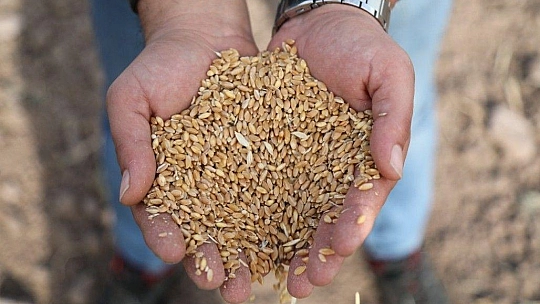 Bodrum Belediyesi Karakılçık Buğdayı ve Kanola tohumlarını toprakla buluşturdu