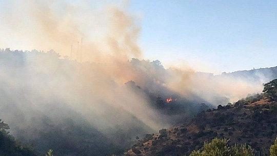 Bodrum'da orman yangını