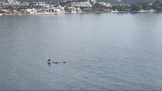 Bodrum'da yunus sürprizi