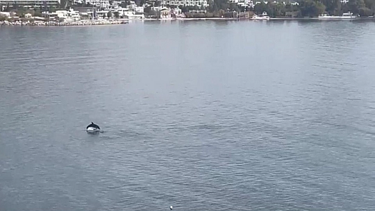 Bodrum'da yunus sürprizi