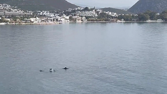 Bodrum'da yunus sürprizi