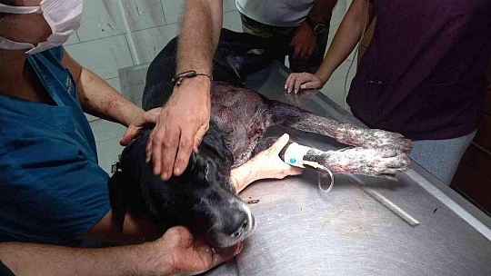 Böyle öfke görülmedi, tüfekle sahile indi, 3 kadın ile 1 köpeği yaraladı