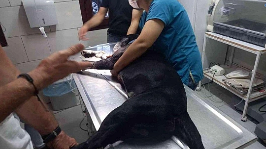 Böyle öfke görülmedi, tüfekle sahile indi, 3 kadın ile 1 köpeği yaraladı