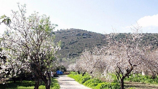 Çağla-badem hasadı başlıyor