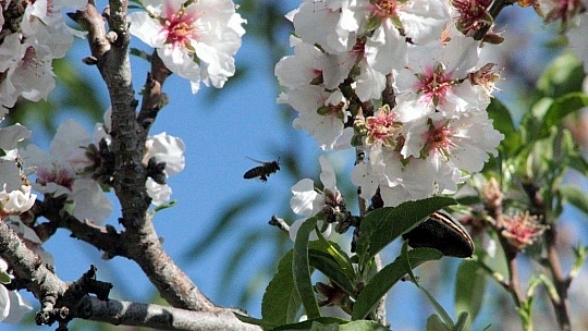 Çağla-badem hasadı başlıyor