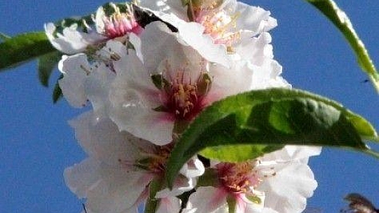 Çağla-badem hasadı başlıyor