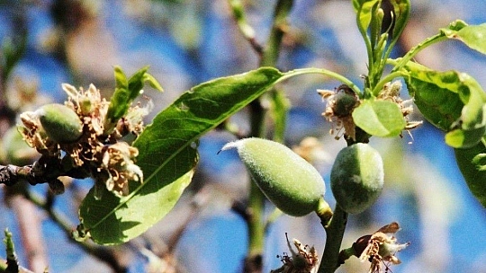 Çağla-badem hasadı başlıyor