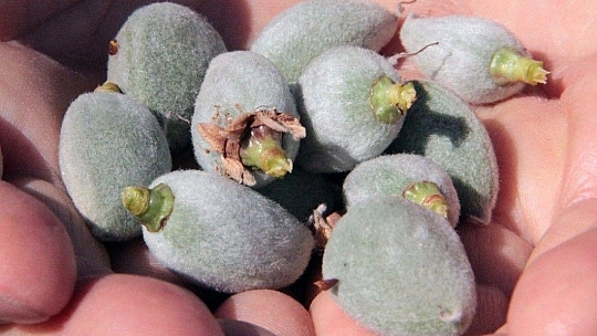 Çağla-badem hasadı başlıyor