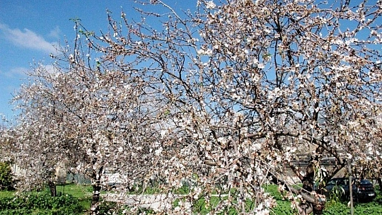 Çağla-badem hasadı başlıyor