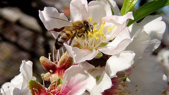 Çağla-badem hasadı başlıyor