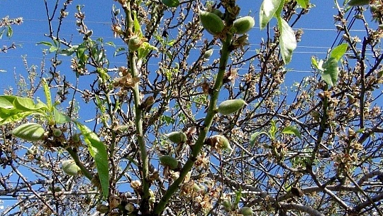 Çağla-badem hasadı başlıyor