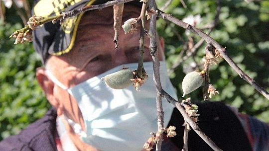 Çağla-badem hasadı başlıyor