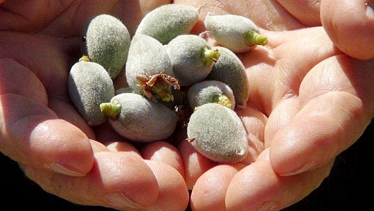 Çağla-badem hasadı başlıyor