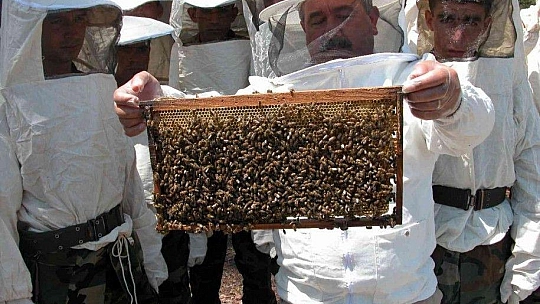 Çam balına TSE standartı