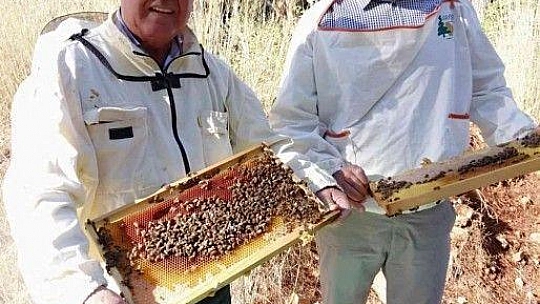 Çam balına TSE standartı