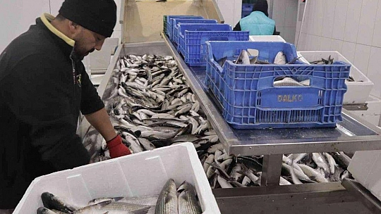 Dalyan kefali kilosu 20 liradan satılıyor