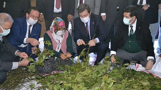 Fethiye'de Aromatik Bitkiler Bayramı