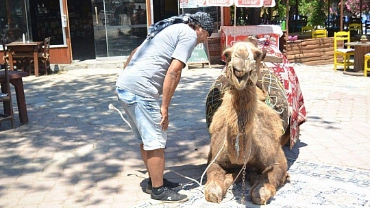 Kayaköy, deve sırtında keşfediliyor
