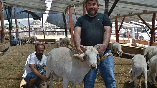 Çarıklı Kasap hayvan pazarında yerini aldı